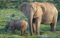 Elefánt.jpg