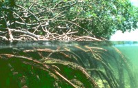 Mangrove.jpg