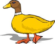 Duck.jpg