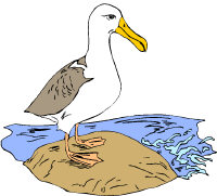 Albatrosz.jpg