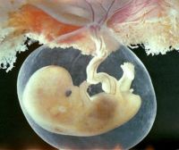 Embrio1.jpg
