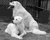 Kuvasz.jpg