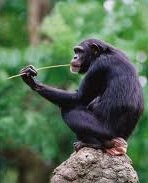 Csimpánz.jpg