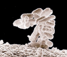 Mikroba.jpg