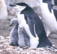 Pingvin.jpg