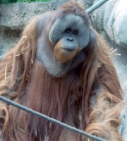 Orangután.jpg
