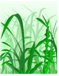 Grass-2.jpg